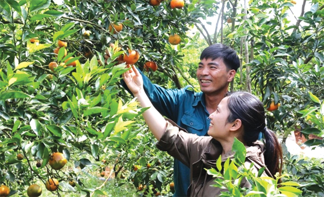 Phát triển Hợp tác xã bền vững