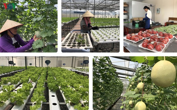 Hòa Vang đầu tư xây dựng mô hình sản xuất nông nghiệp công nghệ cao