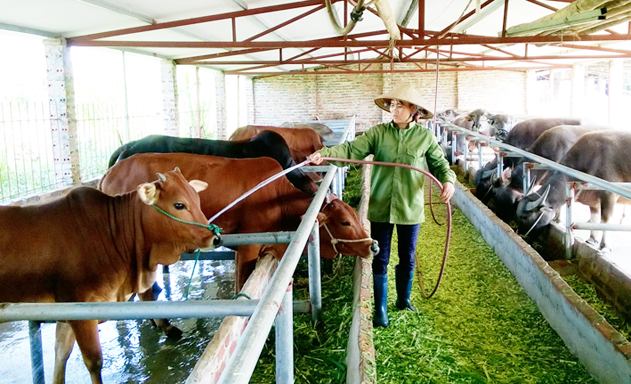 Hà Quảng, Cao Bằng: Dấu ấn HTX chăn nuôi trong xây dựng NTM