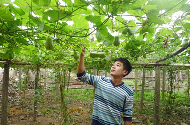 Nông dân Thường Tín thu nhập cao từ các mô hình chuyển đổi