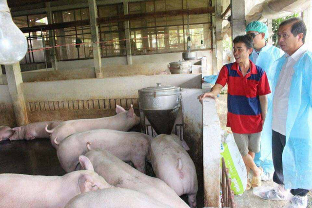 Số lợn buộc phải tiêu hủy do bệnh dịch tả lợn châu Phi giảm mạnh