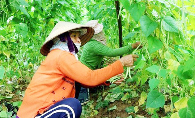 Bình Triều sản xuất rau sạch tạo cú hích cho NTM
