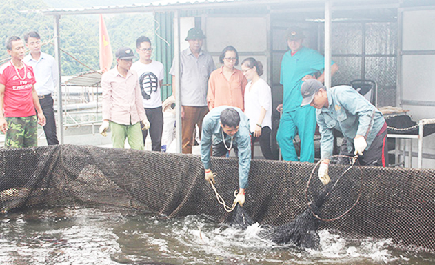 Mường La, Sơn La: Điểm sáng HTX trong xây dựng NTM