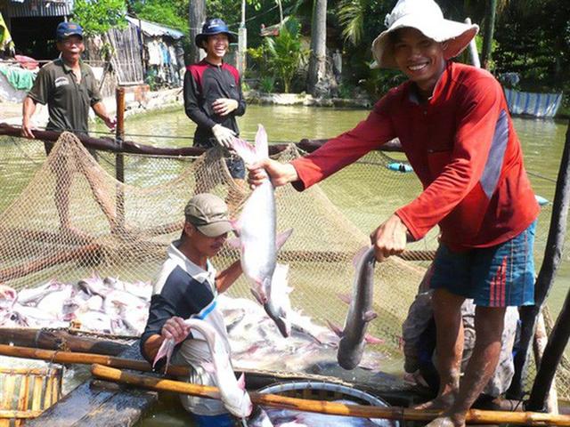 Cá tra Việt Nam rộng đường vào Mỹ