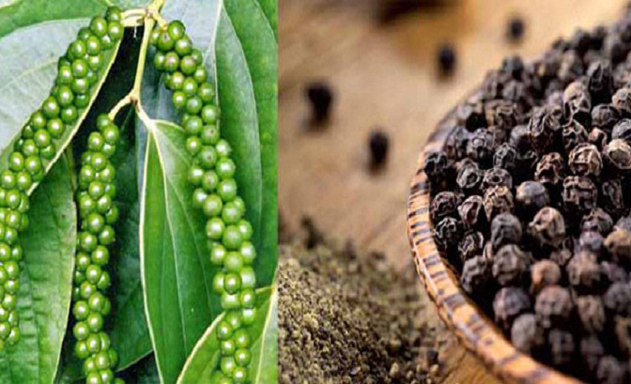 Ngành tiêu vào thế chân tường