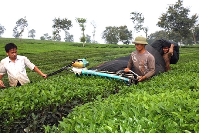 THT-Phu-Ho-6637-1572001246.jpg