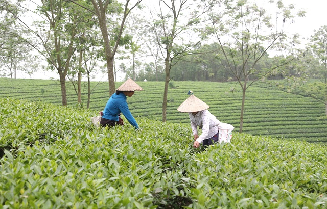 Định Hóa nâng giá trị kinh tế từ đào tạo nghề