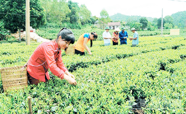 Yên Thế, Bắc Giang: Phát huy vai trò của các HTX trong bảo vệ môi trường