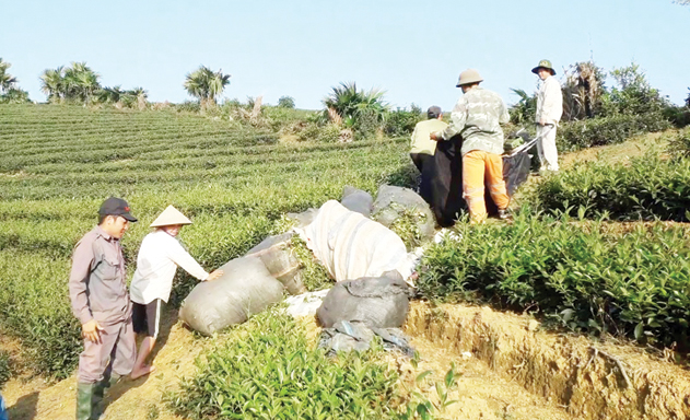 Chìa khóa thúc đẩy NTM từ các HTX chè