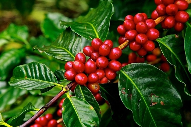 Cà phê chấm dứt chuỗi giảm, đảo chiều tăng mạnh
