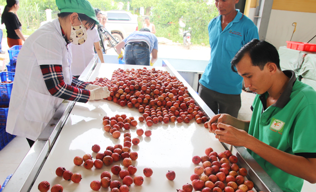 Lục Ngạn, Bắc Giang: HTX phát triển, tạo đột phá NTM