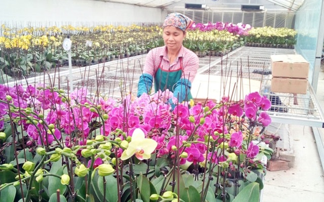 Hà Nội : 133 mô hình ứng dụng sản xuất nông nghiệp ứng dụng công nghệ cao