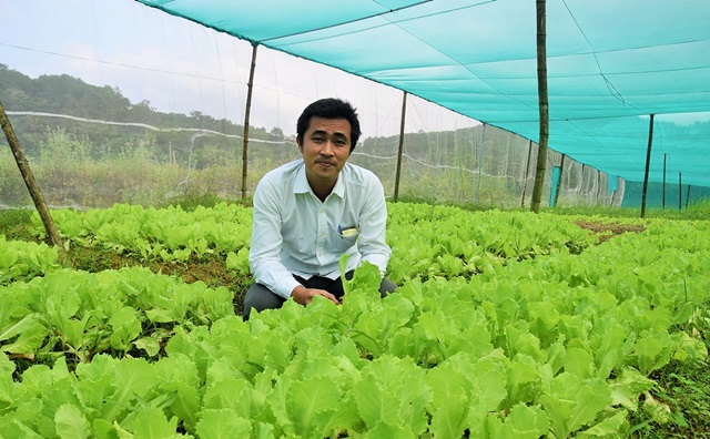 Thanh niên khởi nghiệp thành công từ mô hình trồng rau công nghệ cao