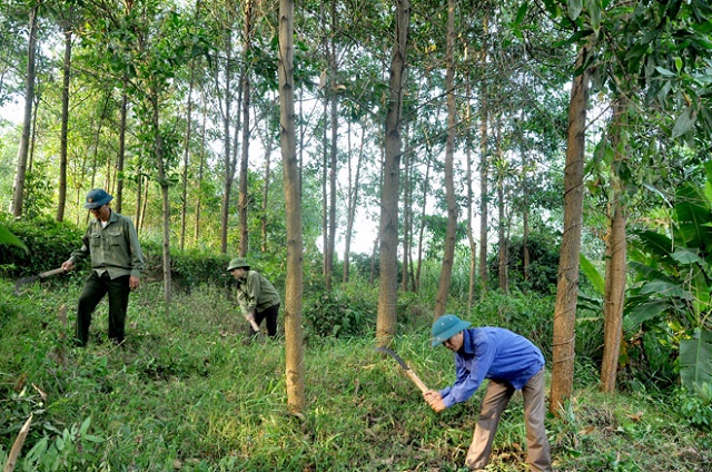 Tích cực bảo vệ môi trường nhờ trồng rừng FSC