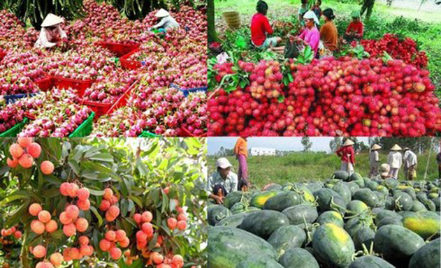 Chấn chỉnh xuất khẩu nông sản sang Trung Quốc