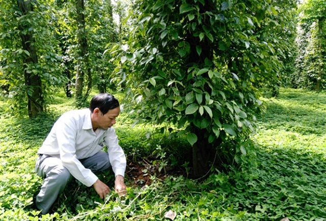 Bình Phước: Môi trường hưởng lợi nhờ trồng tiêu sạch