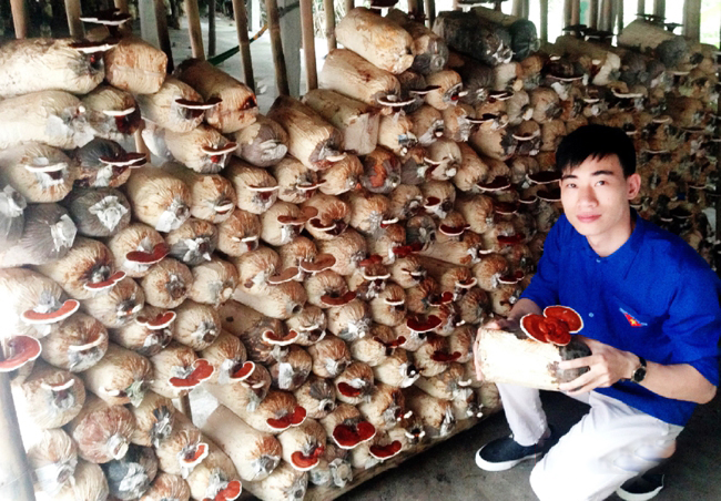 Gặt thành công với mô hình trồng nấm an toàn