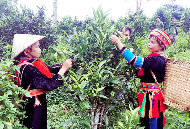 Yên Cư phát huy thế mạnh từ chè Shan tuyết