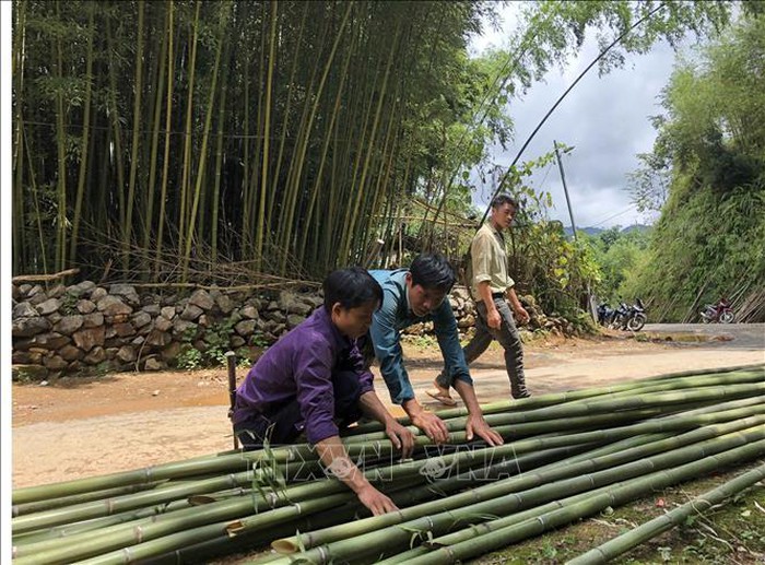 Trúc sào – cây xoá đói giảm nghèo ở Bảo Lạc, Cao Bằng