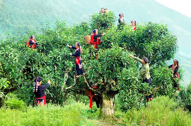 Ứng dụng công nghệ hiện đại để khai thác tiềm năng cây chè
