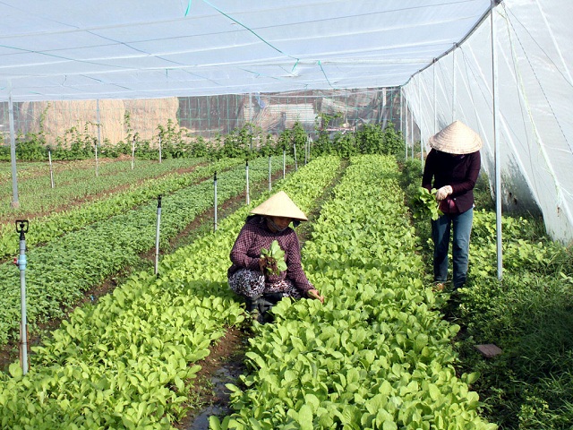 Nòng cốt vận động nhân dân thực hiện xây dựng nông thôn mới