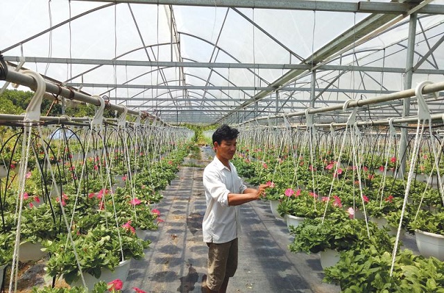 Đà Nẵng: Phát triển nông nghiệp gắn với phát triển HTX