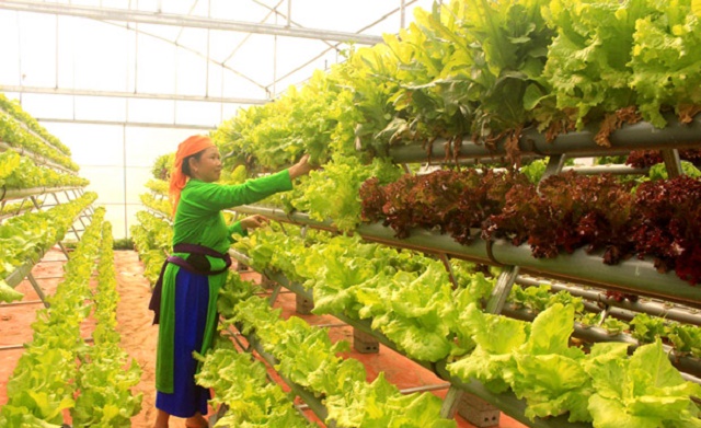 Triển vọng nhờ trồng rau sạch