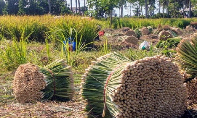 Tây Trà, Quảng Ngãi: Giảm nghèo từ liên kết sản xuất