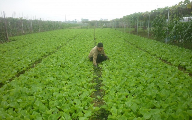 Gia Lâm, Hà Nội: Niềm vui của huyện nông thôn mới
