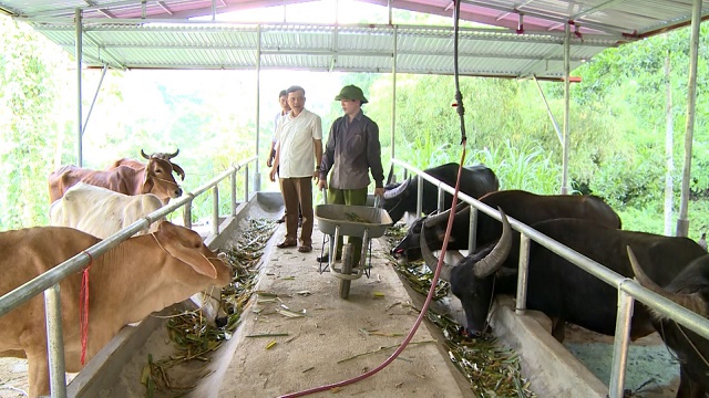 Nho Quan phát triển nông nghiệp theo hướng hàng hóa