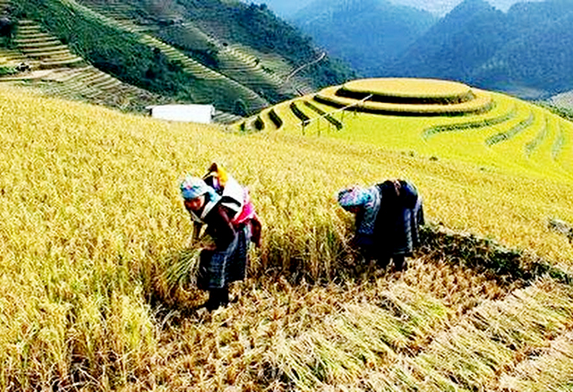 HTX Tiên Phong nâng tầm thương hiệu gạo Séng Cù