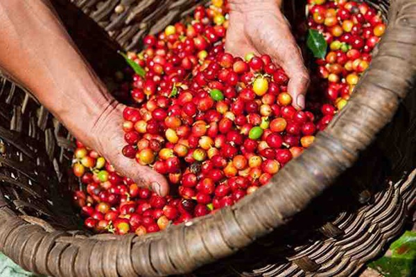 Giá cà phê nhích nhẹ 100 đồng/kg trên toàn vùng Tây Nguyên