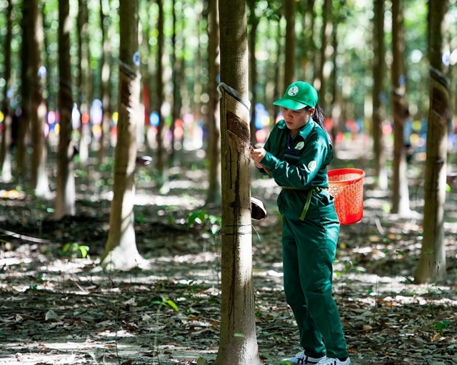 Giá cao su tăng mạnh vì nguồn cung thiếu hụt lớn