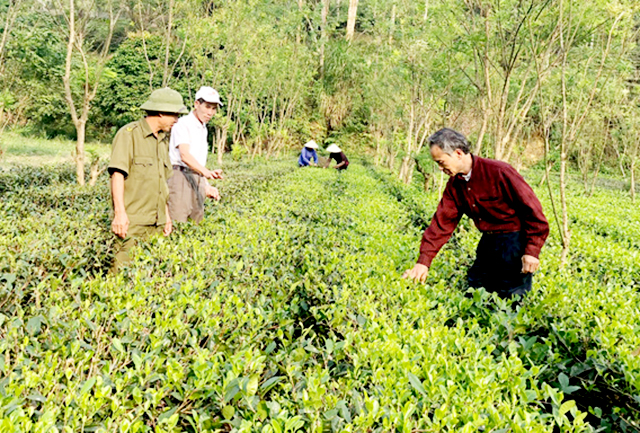 Trồng chè hữu cơ ở Đồng Đài