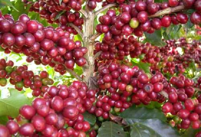 Đăk Nông: Phát huy lợi thế nông nghiệp công nghệ cao