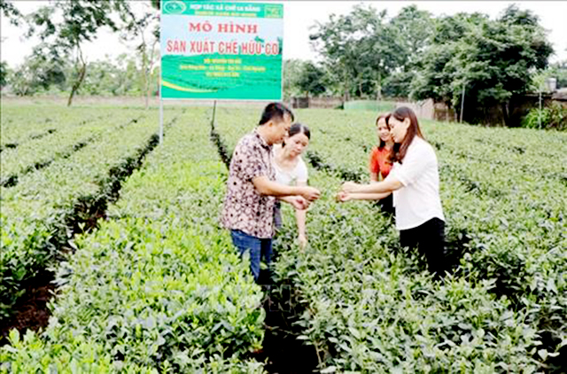 Sản xuất sạch để phát huy thế mạnh cây chè