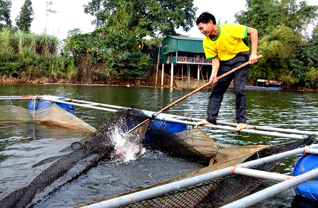 Hiệu quả nuôi thủy sản an toàn tại Yên Bình