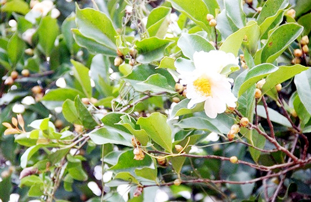 Hiệu quả từ trồng sở ở Cốc Pàng