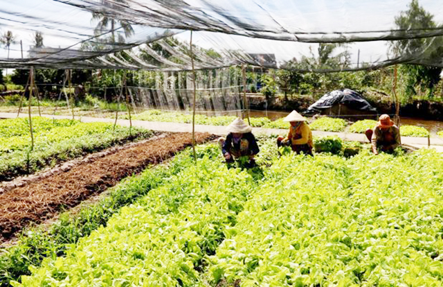 Nguyên Bình thúc đẩy nông nghiệp hàng hóa