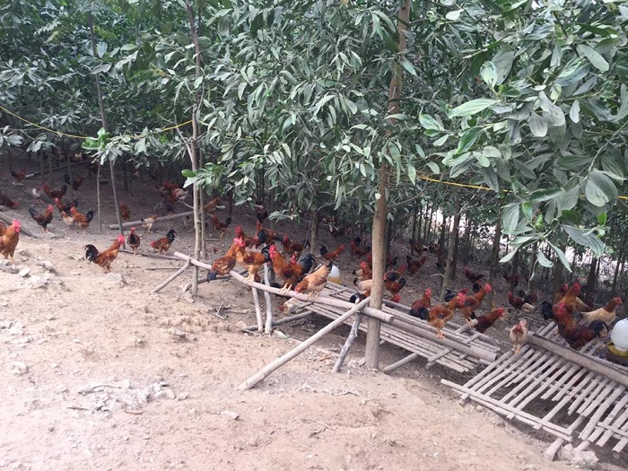 HTX Tà Lèng, Điện Biên: Cùng đồng bào dân tộc thiểu số thoát nghèo