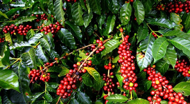 Giá cà phê tăng 100 đồng/kg trên diện rộng