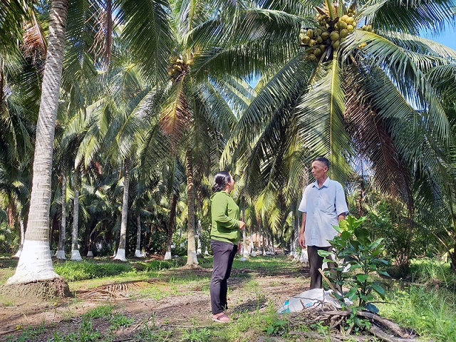 HTX Định Thủy nâng chuỗi giá trị cây dừa bằng sản xuất an toàn