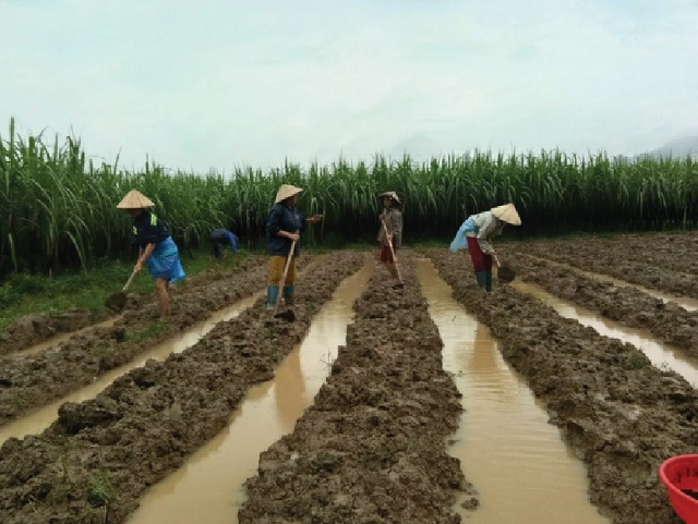 Mô hình trồng xen canh gấc và gừng giúp người dân thoát nghèo