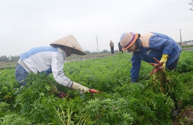 linh-vuc-nong-nghiep-nong-thon-3960-1576