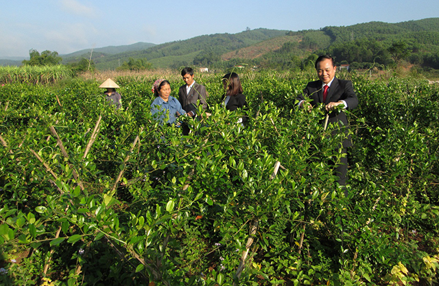 Tiên Yên phát triển cây dược liệu