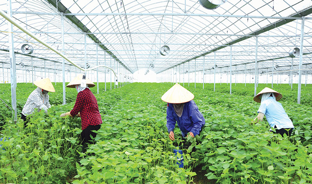 Mở hướng đi mới từ chuyển đổi cơ cấu cây trồng