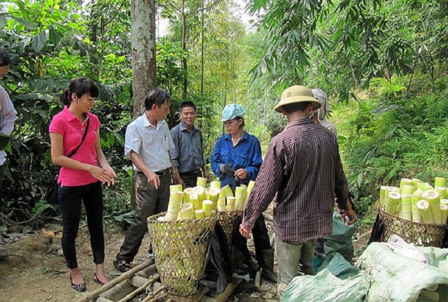 Tre măng Bát Độ giúp người dân Kiên Thành giảm nghèo