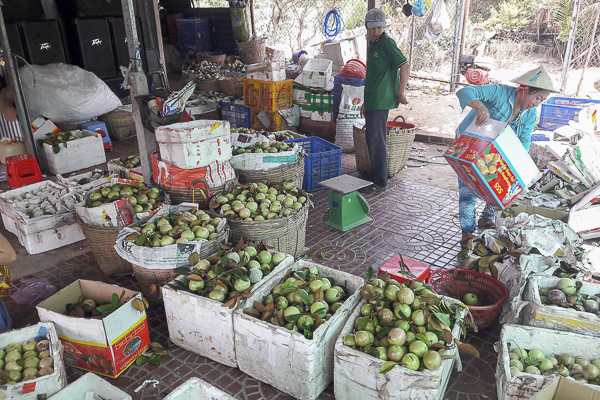 HTX Trinh Phú liên kết đưa trái vú sữa xuất ngoại