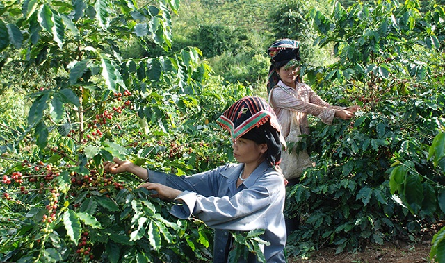 Mường Ảng giảm nghèo từ cây trồng chủ lực