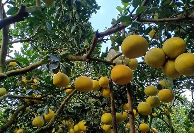 HTX Hóa Quỳ tích cực trong công tác giảm nghèo